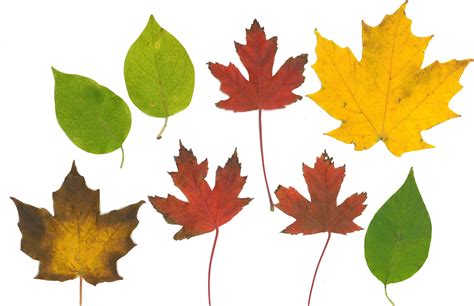 Free Fall Leaf Printables Art Is Basic An Elementary Art Blog