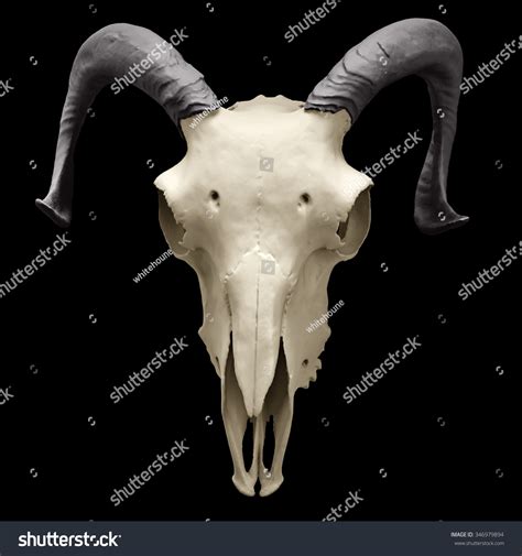 Free Photo Ram Skull Anatomy Research Horns Free Download Jooinn