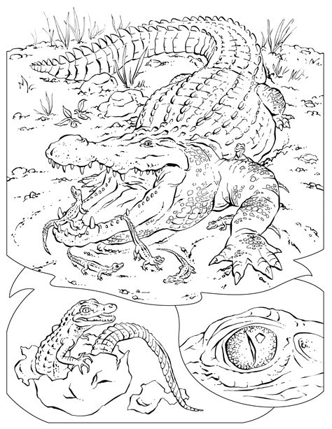 Free Printable Alligator Coloring Pages For Kids Animal Place