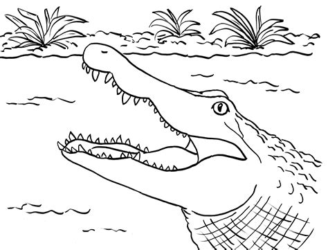 Free Printable Alligator Coloring Pages For Kids