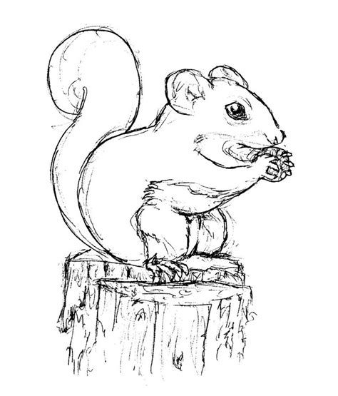 Free Printable Squirrel Coloring Pages For Kids