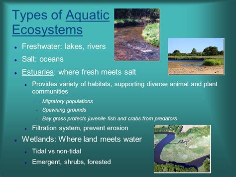 Freshwater Aquatic Ecosystem Field Biology