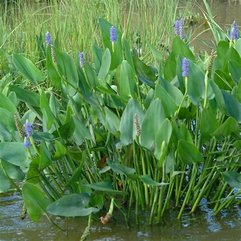 Freshwater Marsh Plants