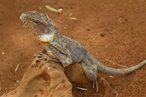 Frill Necked Frilly Lizard Or Frilled Dragon For Sale As Framed Prints