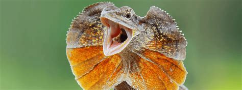 Frilled Dragon Care Sheet Imperial Reptiles Exotics