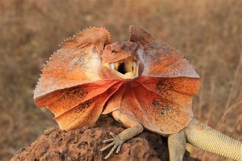 Frilled Neck Lizard Facts Habitat And Their Temperament