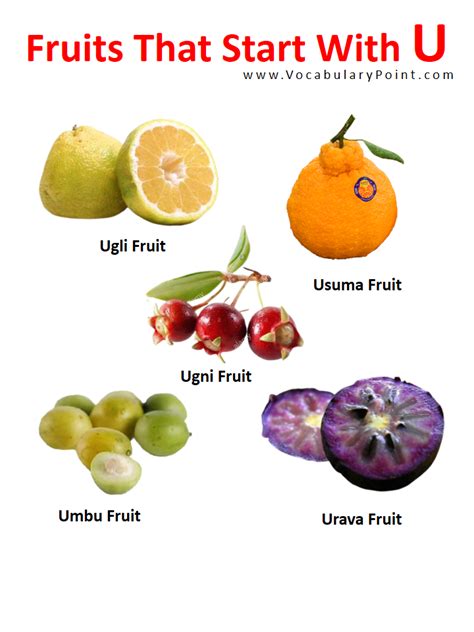 Fruits Starting With U Properties And Pictures Vocabulary Point