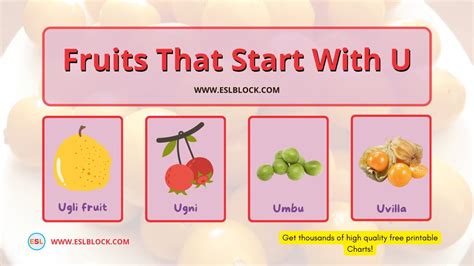 Fruits That Start With U English As A Second Language