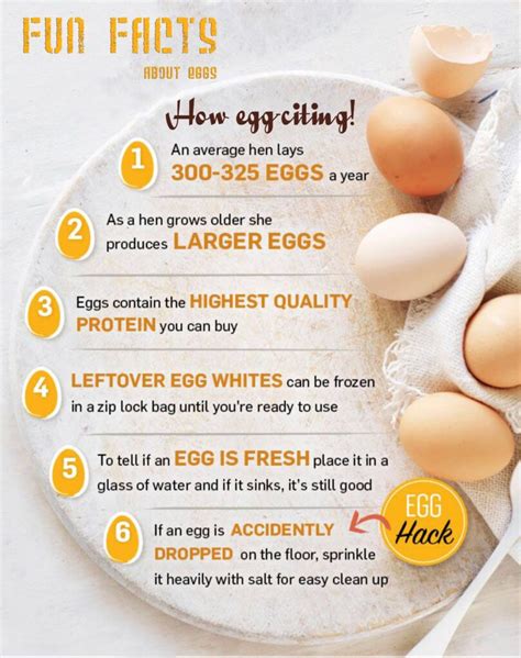 Fun Facts About Eggs Magsons Group