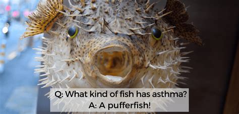 Funny Adorable And Popular Puffer Fish Memes