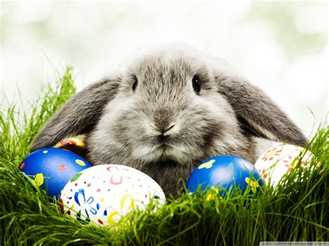 Funny Easter Bunny Images Free