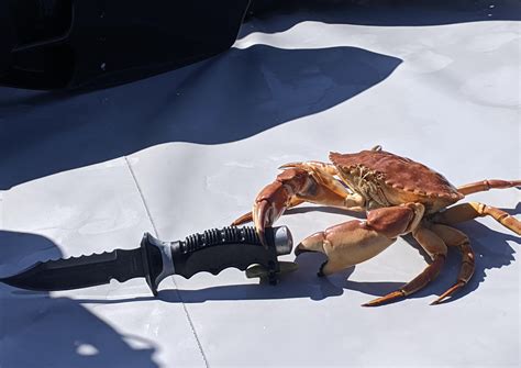 Funny Pictures Crab Knife Joyreactor