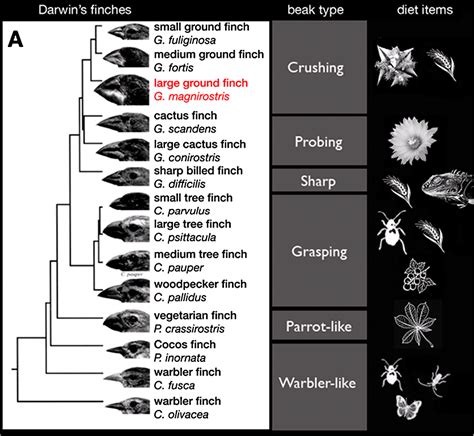 Genomic Insights Into Darwin Amp 39 S Finch Bmc Series Blog