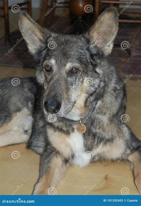 German Shepherd Dog Crossbreed Pet Faithful Friend Stock Image