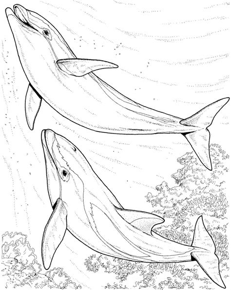 Get This Dolphin Coloring Pages Free To Print 05691