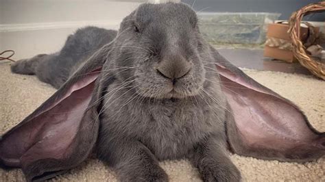 Giant Lop Eared Rabbit Breeds