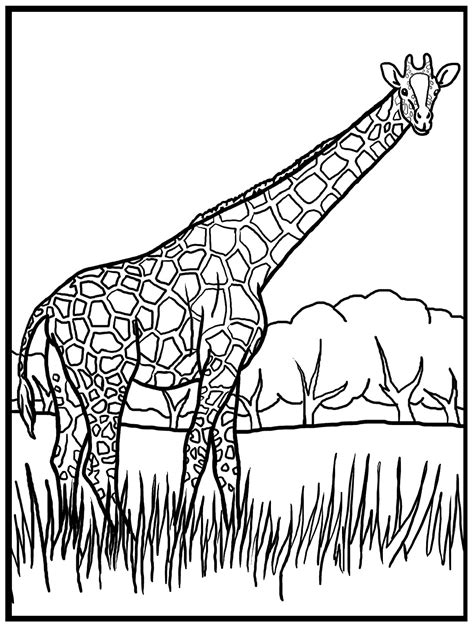 Giraffe Coloring Pages Coloringlib