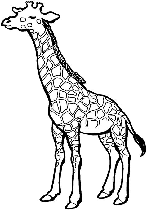 Giraffe Drawing Outline At Getdrawings Free Download