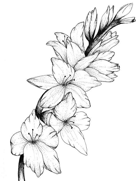 Gladiolus Floral Print Of Original Drawing By Inspiredinspirit On Etsy Https Www Etsy C