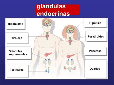 Glandulas Endocrinas