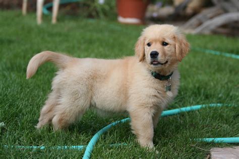 7 Tips for Raising a Happy Golden Retriever Puppy