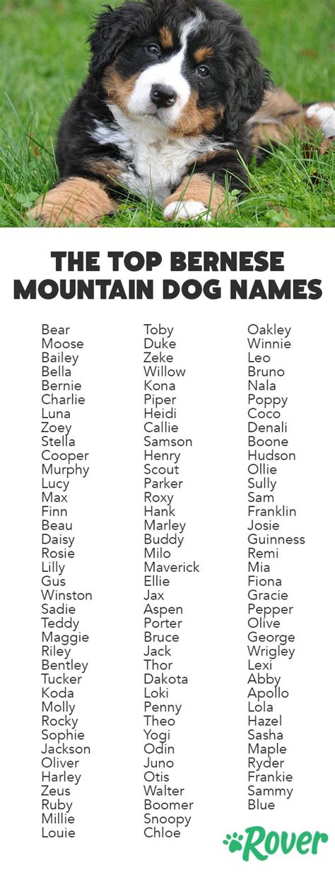 Good Names For Bernese Mountain Dogs