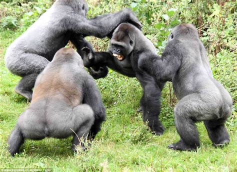 Gorilla Fighting