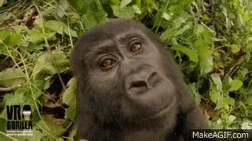 Gorilla Gifs Find Amp Share On Giphy