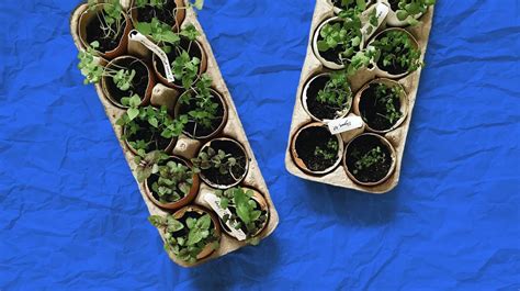 Growing Vegetables Indoors 8 Veggies You Could Even Grow In A Condo