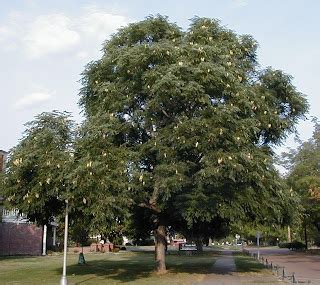 Guernsey Soil Water Conservation District Kentucky Coffee Tree On