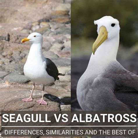 Gull Vs Albatross Similarities Differences And Proper Use