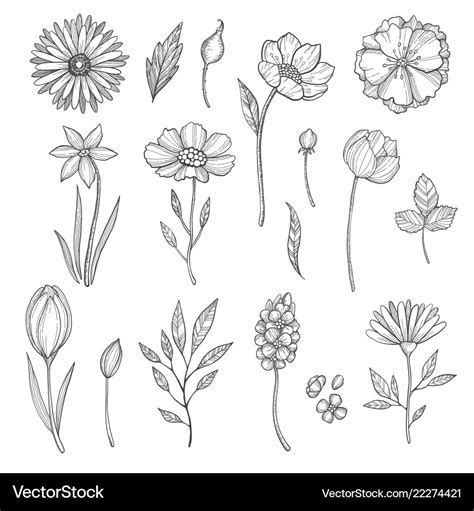 Hand Drawn Vector Flower Coloring Page For Kids And Adults Outline Floral Pattern Element Png Images Eps Free Download Pikbest