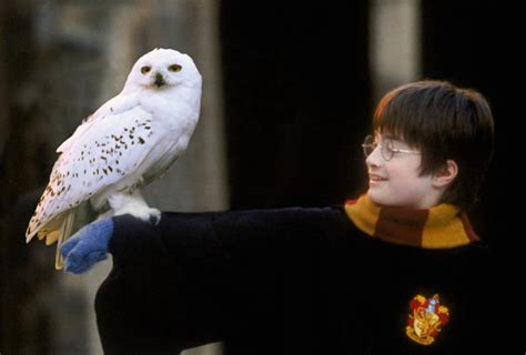 Harry Holds Hedwig Harry Potter Fan Zone