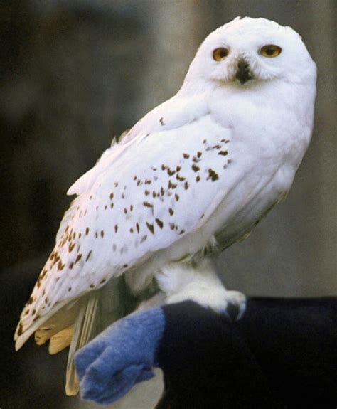 5 Surprising Facts About Harry Potter's Hedwig