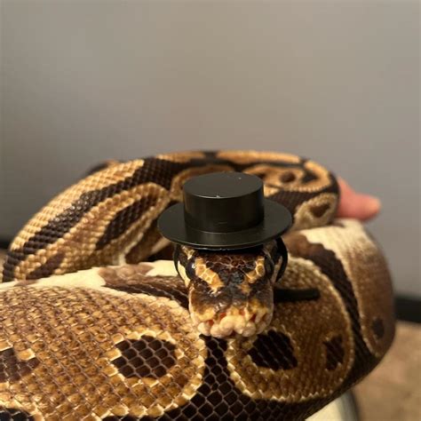 Stylish Hats Featuring Snakes as Fashion Statement