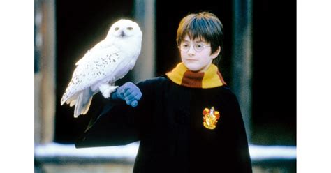 Hedwig From Harry Potter And The Sorcerer S Stone 13 Fun Facts About