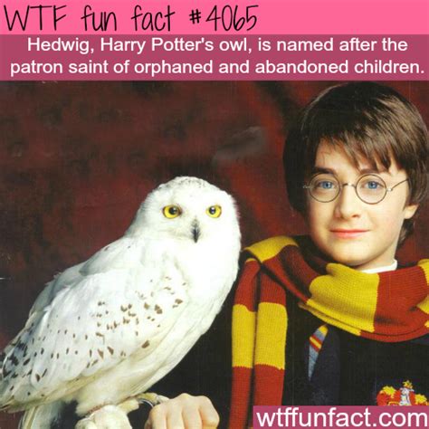 Hedwig Harry Potter S Owl Wtf Fun Facts