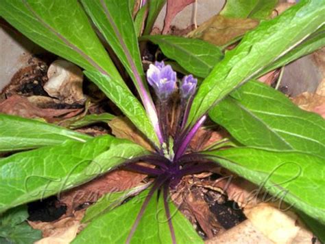 Herbs Treat And Taste European Mandrake Superstitions Folklore And