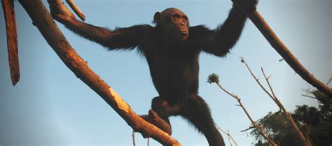 Here Are 4 Ways Chimpanzees Are Basically Superheroes