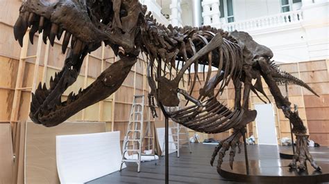 Historic Auction Of T Rex Bones Set To Net 21Million Pulled At The