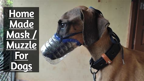 Home Made Muzzle Mask For Dog Solution On Dog Eating Soil How To