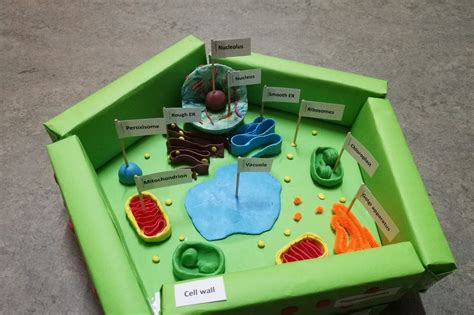 Homemade Plant Cell Model 3D