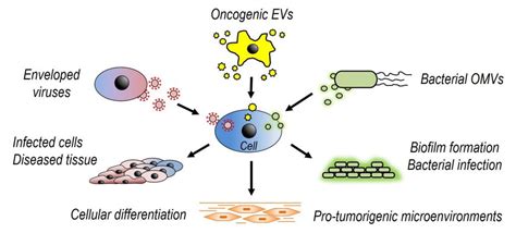 Host Pathogen Interactions Daniel Research Team