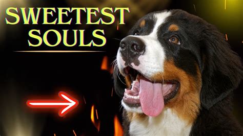 How Bernese Mountain Dogs Steal Hearts Worldwide Youtube