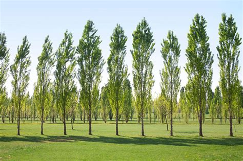 How Fast Do Poplar Trees Grow Full Poplar Growth Rate