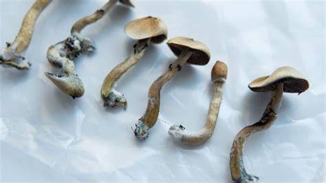 How Long Do Shrooms Last: A Quick Guide