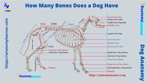 How Many Bones Do Dogs Have Daily Dog Discoveries