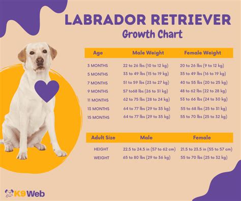 How Much Should My Labrador Weigh Labrador Weight Charts Labrador