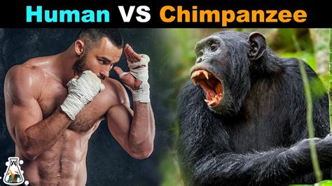 6 Ways Chimpanzees Prove They're Super Strong