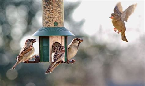 How To Attract Birds To A New Feeder Tips For Bird Lover